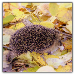 ソニック・ザ・ヘッジホッグ ソニック・ザ・ヘッジホッグ