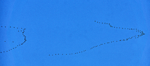 Kraniche - Cranes