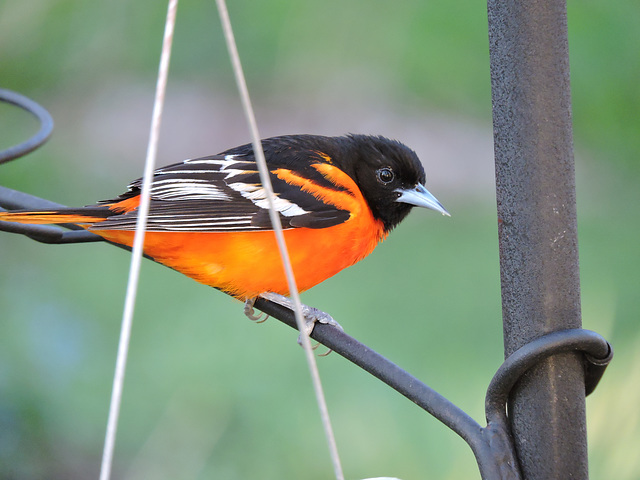 Baltimore Orioles