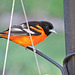 Baltimore Orioles