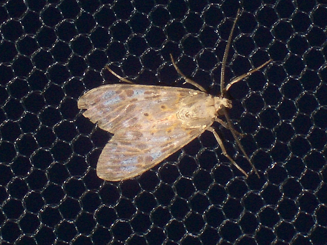 Tb012 Eucereon punctatum