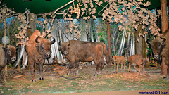 Natural-Forest Museum. Bialowieza National Park