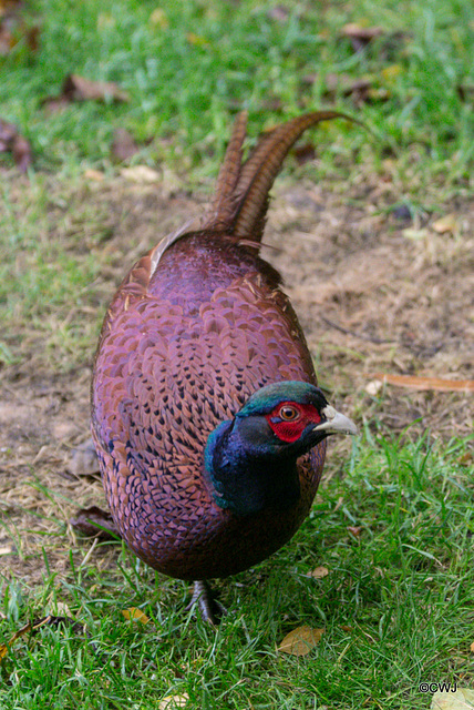 Young Cock Pheasant