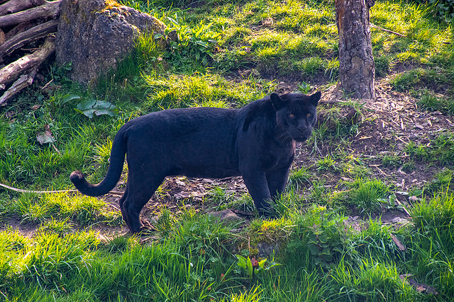 Panther