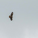 Buzzard