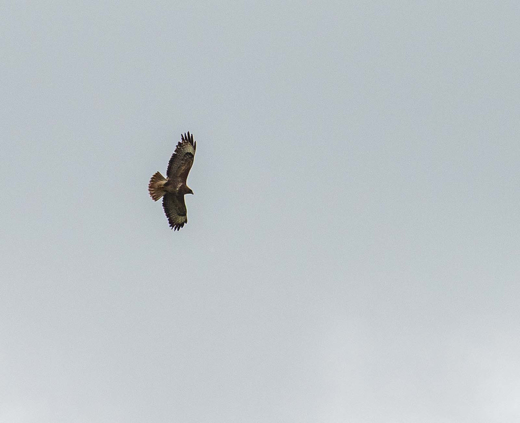 Buzzard
