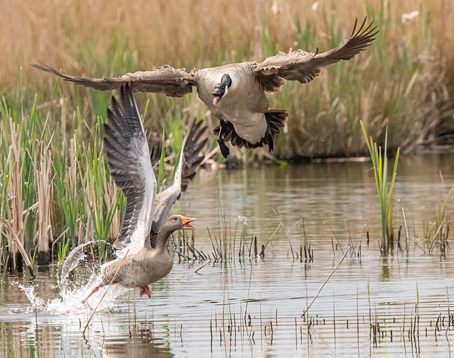 Canada goose chasing off a greylag goose.