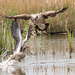 Canada goose chasing off a greylag goose.