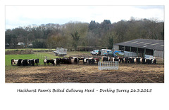 Hackhurst Farm’s Belted Galloway Herd Dorking Surrey 26 3 2015 nearer view