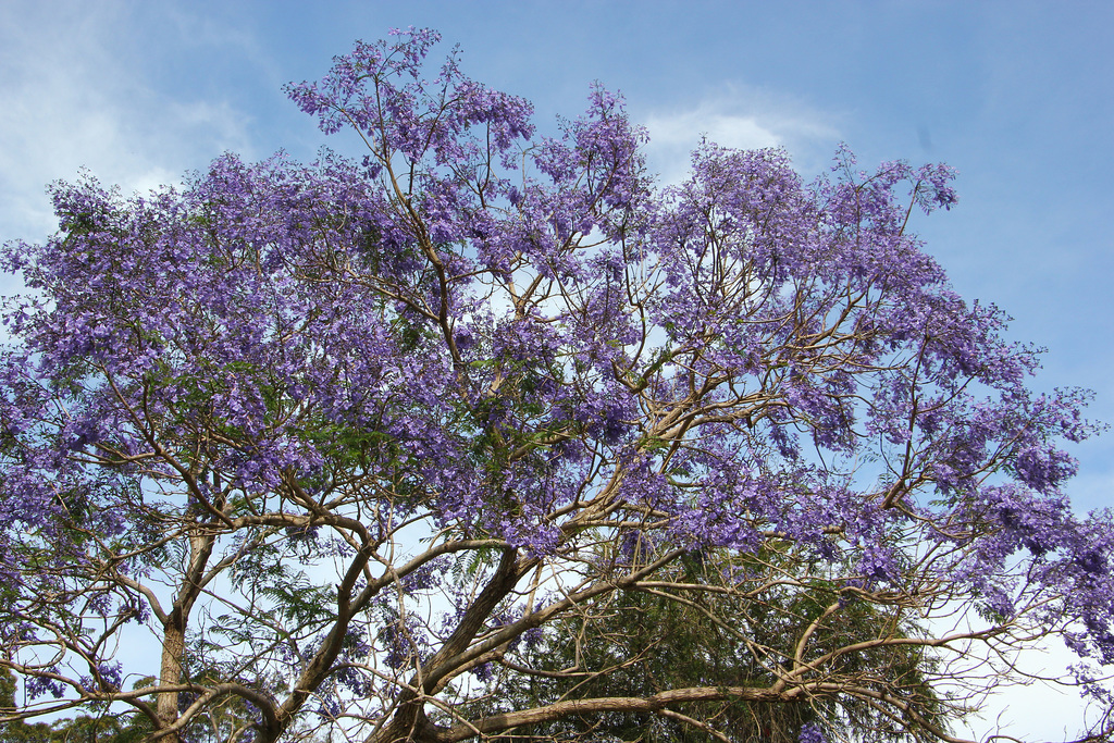 Jacaranda