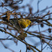 Siskin