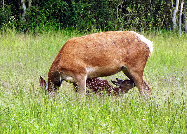 Fallow Deer ~ Doe & Fawn