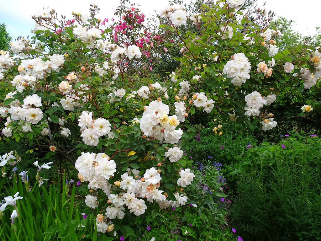 Roses in Part of our Back Garden.