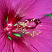 Hibiscus inside