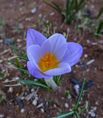 The first Crocus