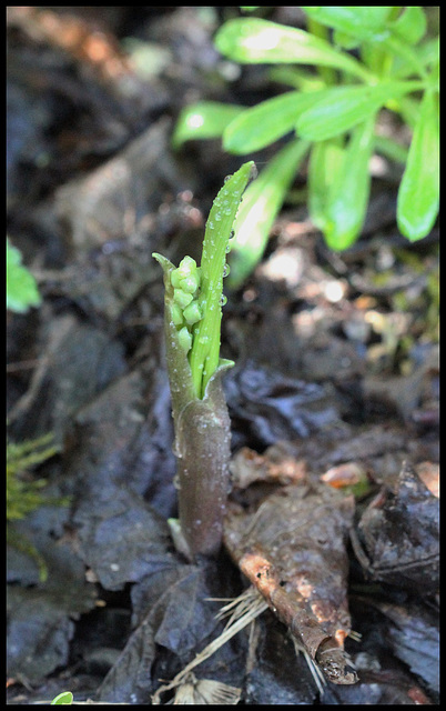 muguet