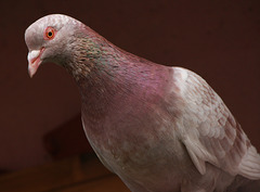 portrait de mon ami pigeon