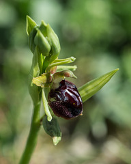 Ophrys spec. - 2016-04-25_D4 _DSC6632