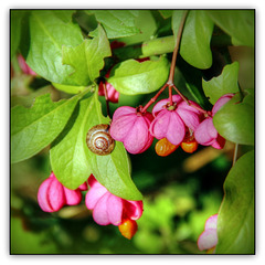 Schneggerl Schneggerl