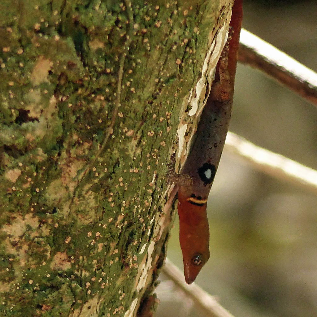 Ocellated Gecko, Little Tobago, Day 3