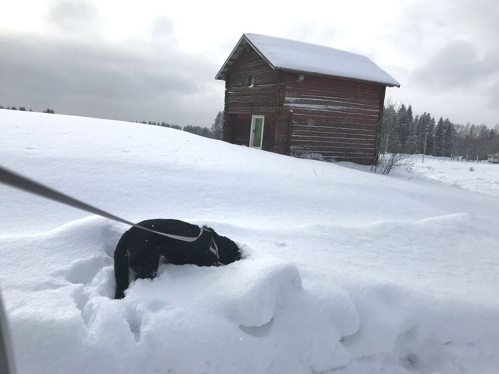 Molly digging up frozen horse poo