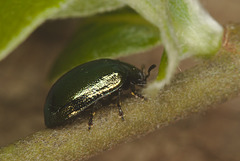 Beetle EF7A3189