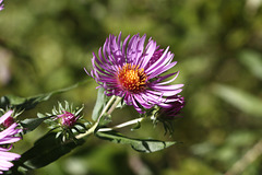 New England Aster