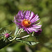 New England Aster