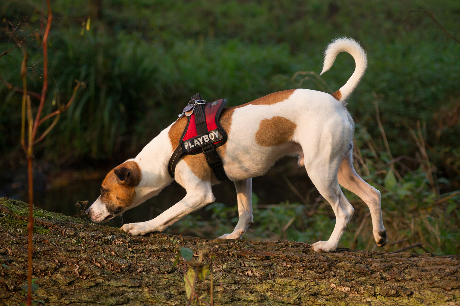 Jack Russell Terrier Rico