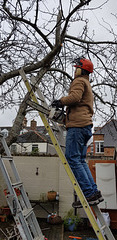 Tree Surgery