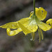 Glacier Lily