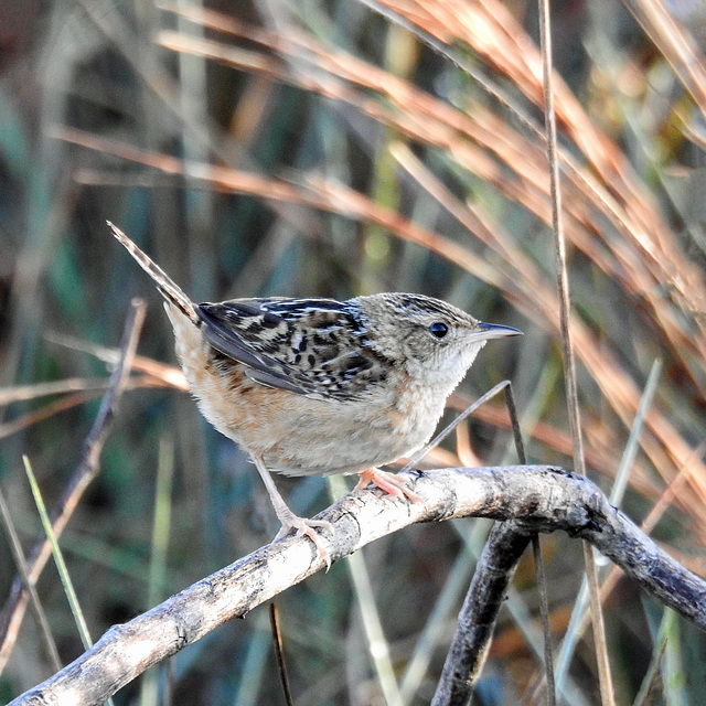 Day 4, Sedge Wren, Aransas Park