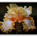 Iris Fashion Designer