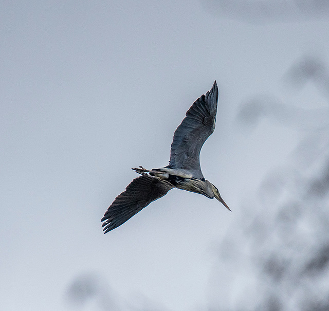 A heron in flight