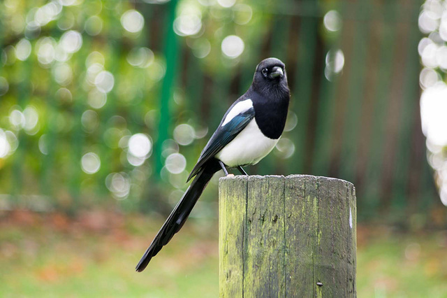 Magpie at his post