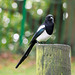Magpie at his post