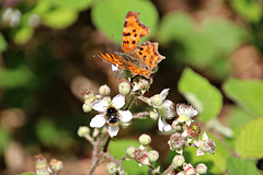 C-Falter mit Hummelchen