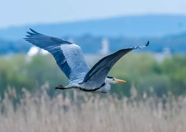 Heron