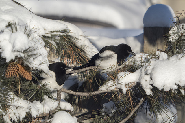 Magpies Chilling