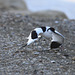 Recurvirostra avosetta, Castro Marim