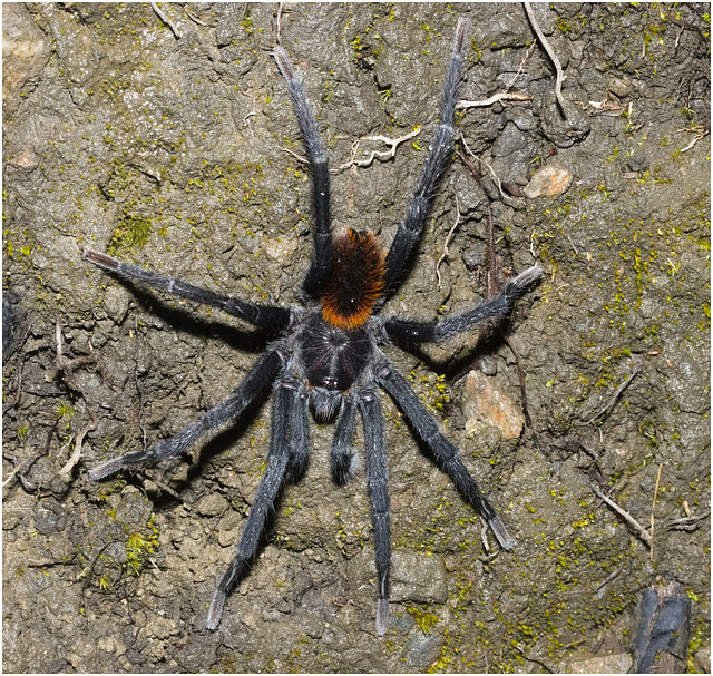 IMG 2194 Tarantula