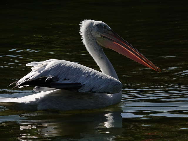 Dalmatian pelican