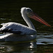 Dalmatian pelican