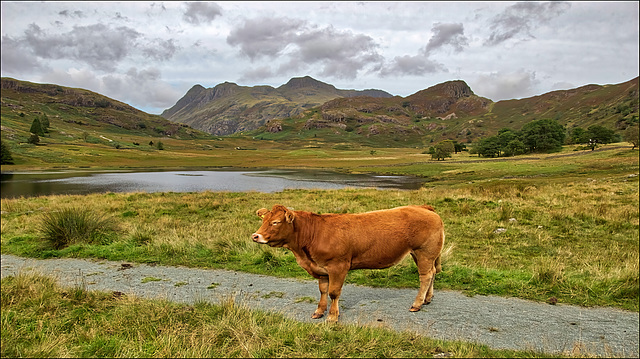 Another from Blea Tarn
