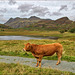 Another from Blea Tarn