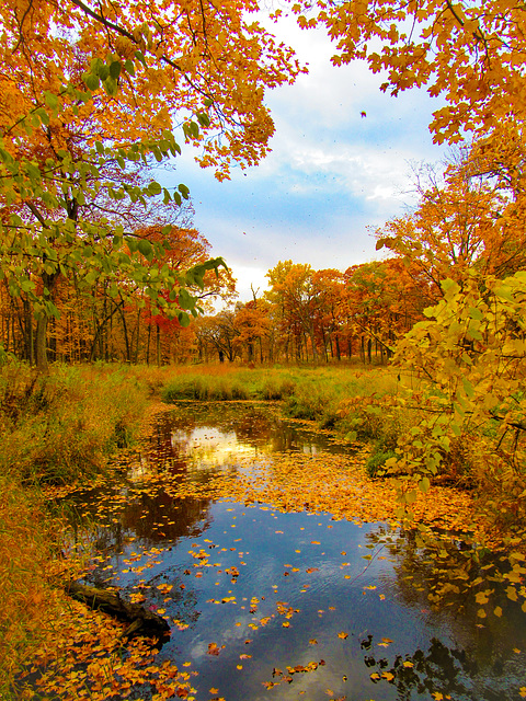 Autumn Brook