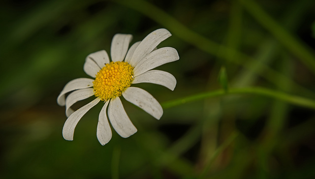 Die Magerwiesen-Margerite (Leucanthemum vulgare) am Wegesrand :)) The poor meadow daisy (Leucanthemum vulgare) on the side of the path :)) La pauvre pâquerette des prés (Leucanthemum vulgare) au bord 