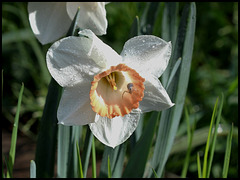 Narcisse hybride (1)