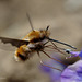 Bee-fly