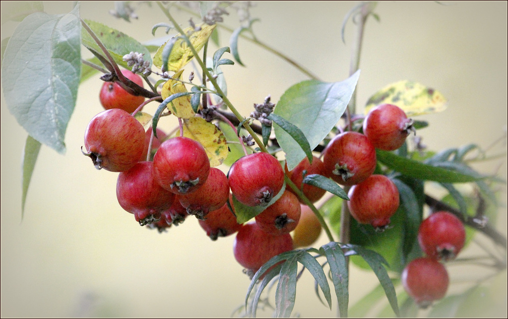 Pommes en grappe